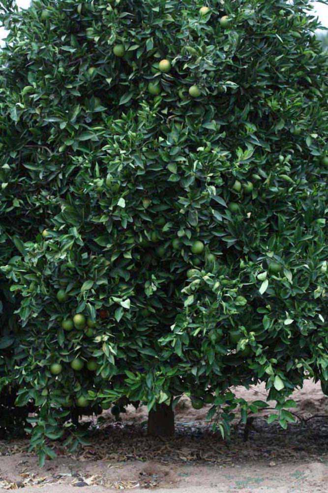            Habit (Riverside, CA)   